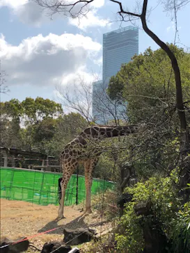 天王寺動物園に投稿された画像（2021/3/14）