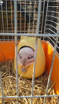 しろとり動物園に投稿された画像（2021/3/14）