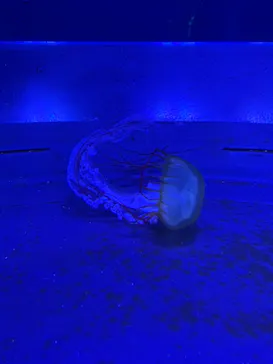 すみだ水族館に投稿された画像（2021/3/14）