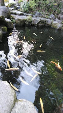 箱根湯本温泉 天成園に投稿された画像（2021/3/14）