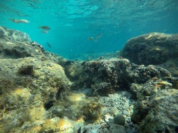 武藤潜水に投稿された画像（2021/3/15）