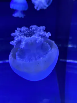 すみだ水族館に投稿された画像（2021/3/15）