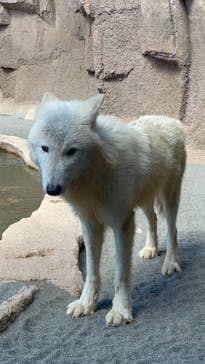 那須どうぶつ王国に投稿された画像（2021/3/15）