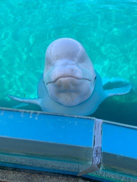 横浜・八景島シーパラダイスに投稿された画像（2021/3/15）