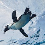 サンシャイン水族館に投稿された画像（2021/3/15）