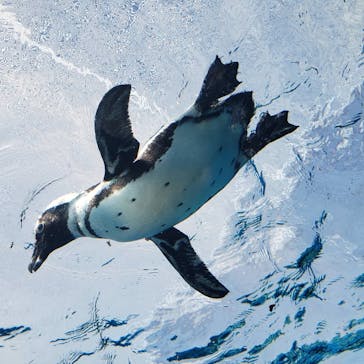 サンシャイン水族館に投稿された画像（2021/3/15）