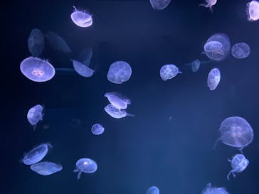 サンシャイン水族館に投稿された画像（2021/3/15）