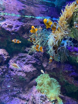 サンシャイン水族館に投稿された画像（2021/3/15）