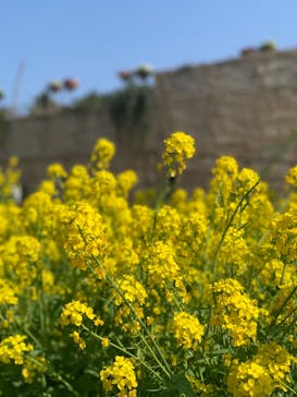 ひらかたパークに投稿された画像（2021/3/15）