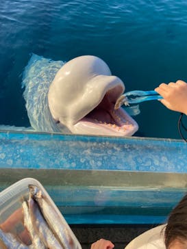 横浜・八景島シーパラダイスに投稿された画像（2021/3/15）