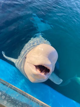 横浜・八景島シーパラダイスに投稿された画像（2021/3/15）