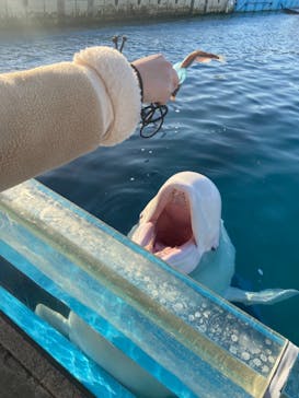 横浜・八景島シーパラダイスに投稿された画像（2021/3/15）