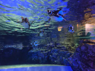すみだ水族館に投稿された画像（2021/3/15）
