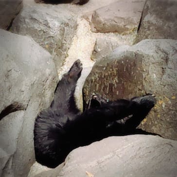 奥飛騨クマ牧場に投稿された画像（2021/3/15）