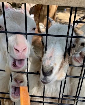 しろとり動物園に投稿された画像（2021/3/15）