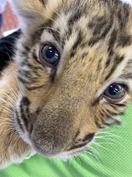 しろとり動物園に投稿された画像（2021/3/15）