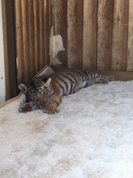 しろとり動物園に投稿された画像（2021/3/15）