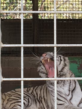 しろとり動物園に投稿された画像（2021/3/15）