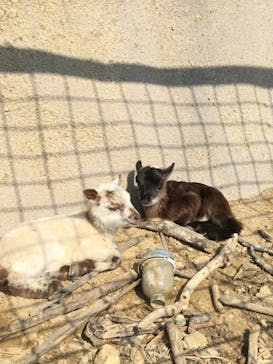 しろとり動物園に投稿された画像（2021/3/15）