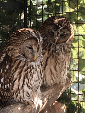 しろとり動物園に投稿された画像（2021/3/15）