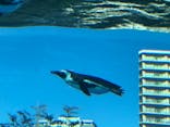サンシャイン水族館に投稿された画像（2021/3/16）