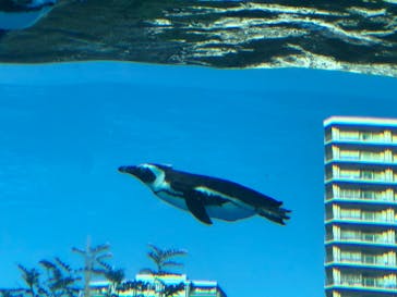 サンシャイン水族館に投稿された画像（2021/3/15）