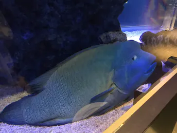 すみだ水族館に投稿された画像（2021/3/16）