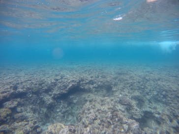 武藤潜水に投稿された画像（2021/3/16）