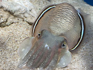 サンシャイン水族館に投稿された画像（2021/3/16）