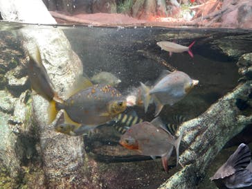 サンシャイン水族館に投稿された画像（2021/3/16）