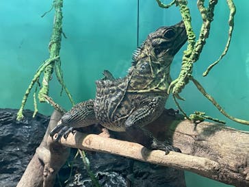 サンシャイン水族館に投稿された画像（2021/3/16）