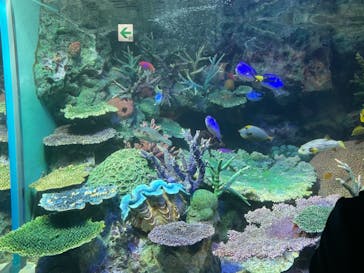 サンシャイン水族館に投稿された画像（2021/3/16）
