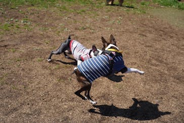 わんダフルネイチャーヴィレッジに投稿された画像（2021/3/16）