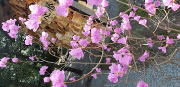 箱根湯本温泉 天成園に投稿された画像（2021/3/16）