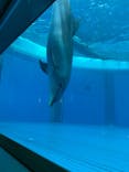 大分マリーンパレス水族館 「うみたまご」に投稿された画像（2021/3/16）