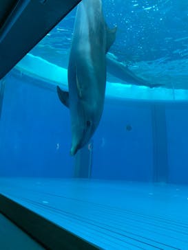 大分マリーンパレス水族館 「うみたまご」に投稿された画像（2021/3/16）