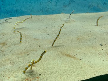 大分マリーンパレス水族館 「うみたまご」に投稿された画像（2021/3/16）