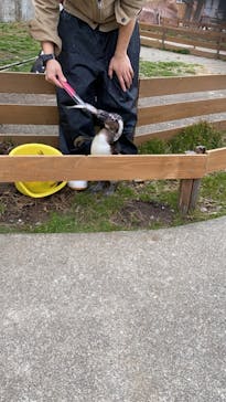 那須どうぶつ王国に投稿された画像（2021/3/16）