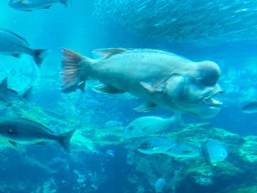 九十九島水族館海きららに投稿された画像（2021/3/16）