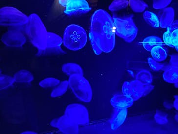 九十九島水族館海きららに投稿された画像（2021/3/16）