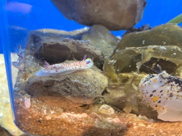 九十九島水族館海きららに投稿された画像（2021/3/16）