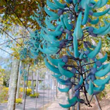 美らヤシパークオキナワ・東南植物楽園に投稿された画像（2021/3/16）