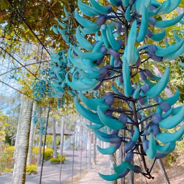 美らヤシパークオキナワ・東南植物楽園に投稿された画像（2021/3/16）