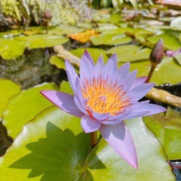 美らヤシパークオキナワ・東南植物楽園に投稿された画像（2021/3/16）