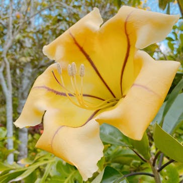 美らヤシパークオキナワ・東南植物楽園に投稿された画像（2021/3/16）