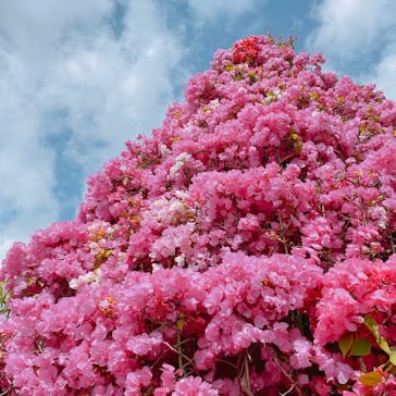 美らヤシパークオキナワ・東南植物楽園に投稿された画像（2021/3/16）