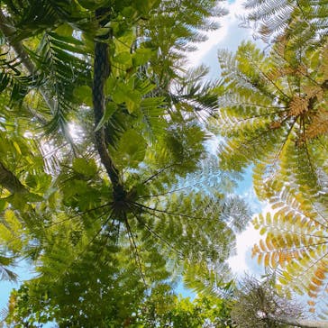 美らヤシパークオキナワ・東南植物楽園に投稿された画像（2021/3/16）