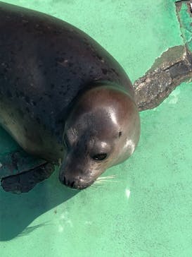ゼロ距離水族館 伊勢シーパラダイスに投稿された画像（2021/3/16）
