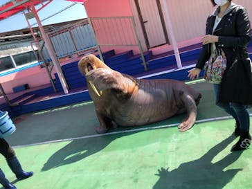 ゼロ距離水族館 伊勢シーパラダイスに投稿された画像（2021/3/16）