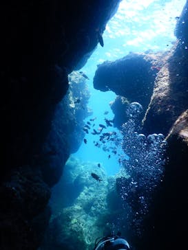 沖縄ダイビング ピンクマーメイドに投稿された画像（2021/3/16）